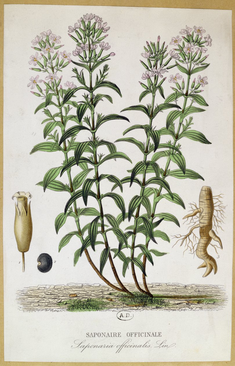Saponaria officinalis ، القرن التاسع عشر (نقش الألوان) بواسطة المدرسة الفرنسية