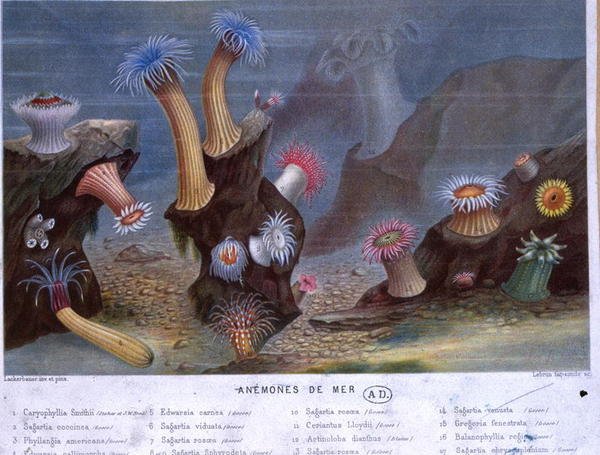 شقائق النعمان البحرية ، من كتاب نشره هاشيت (ليثو ملون) بواسطة المدرسة الفرنسية