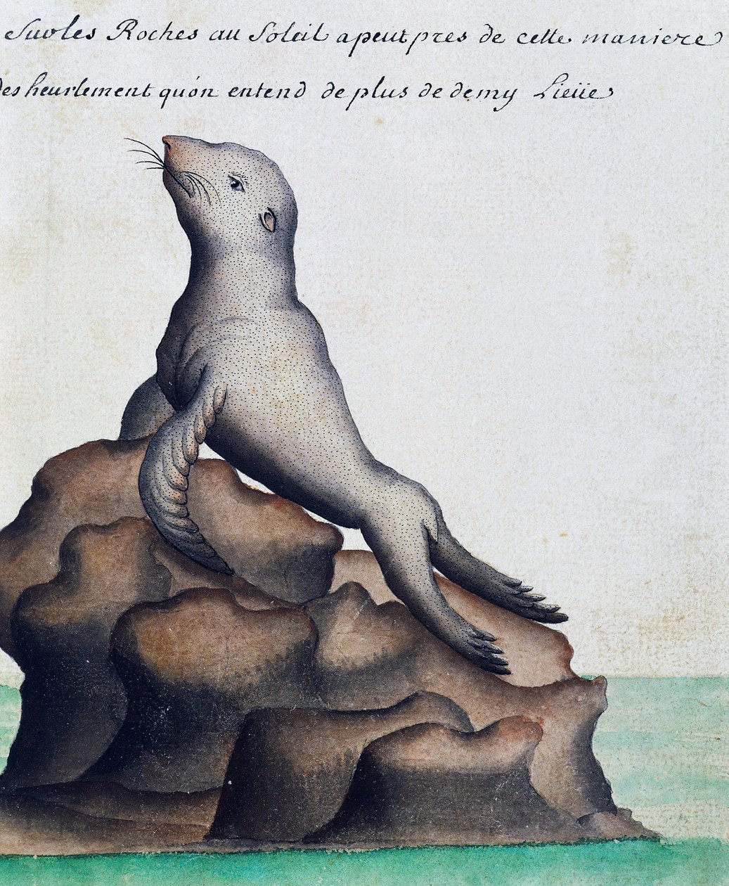 Seal, Galapagos Islands, watercolour from log book by Jacques Gouin de Beauchesne (1652-1730), captain of Compagnie royale de la Mer du Sud, from 1698 to 1701, France بواسطة المدرسة الفرنسية