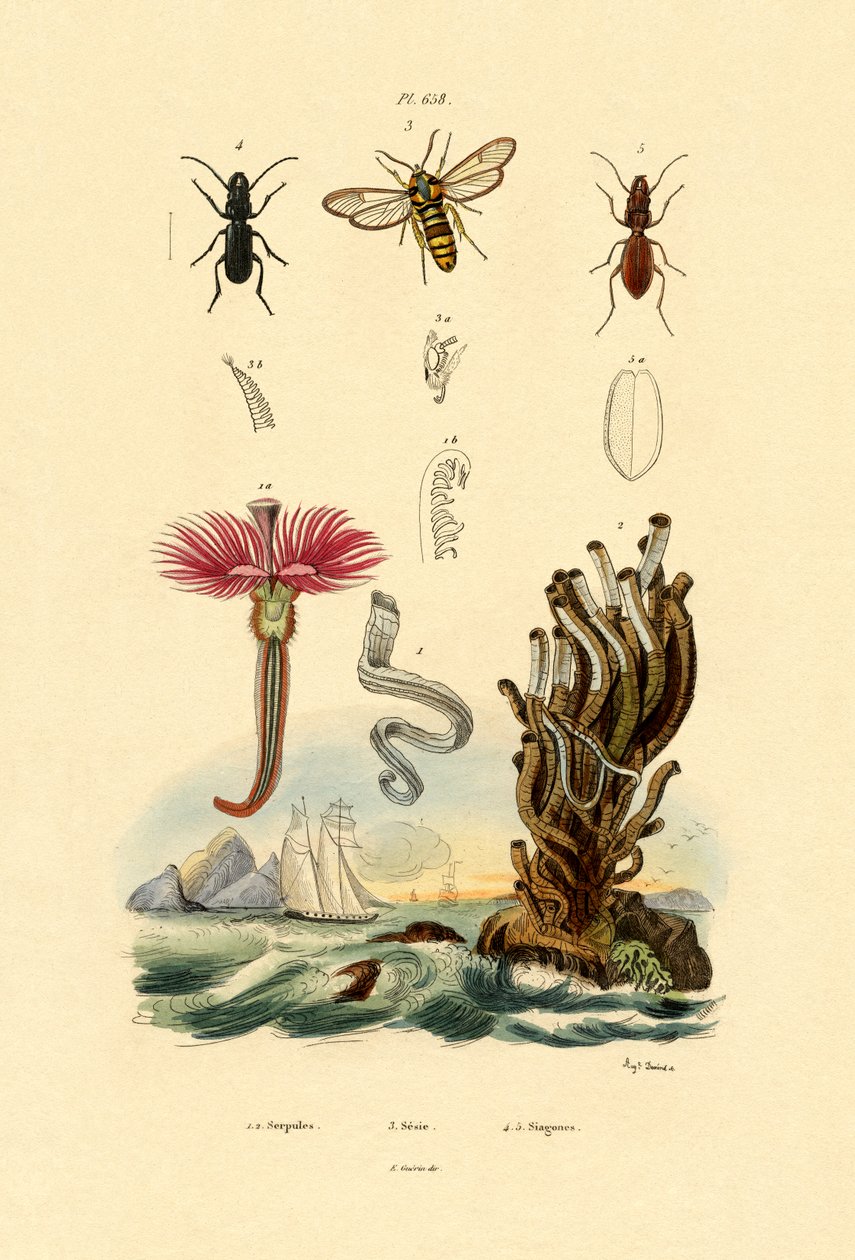 Serpulids ، 1833-1839 بواسطة المدرسة الفرنسية
