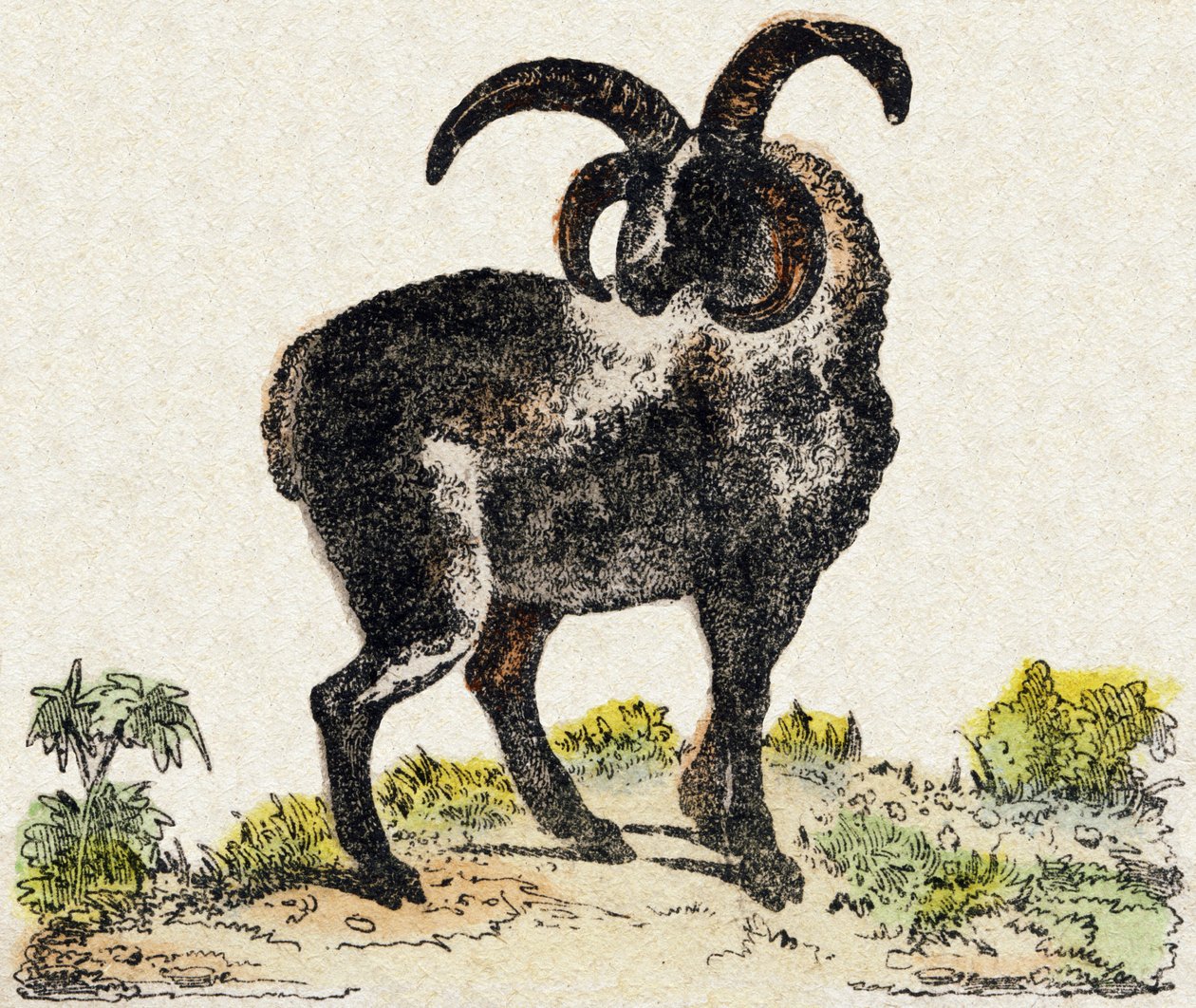 خروف. نقش في "" Alphabet des animaux sauvages "". 9th الدوري. صور إبينال ، بيليرين ، ناشر طابعة ، حوالي عام 1870. نقوش على الخشب ، مطبوعة. 16 صفحة. الأبعاد: 20 × 15 سم. مجموعة خاصة بواسطة المدرسة الفرنسية