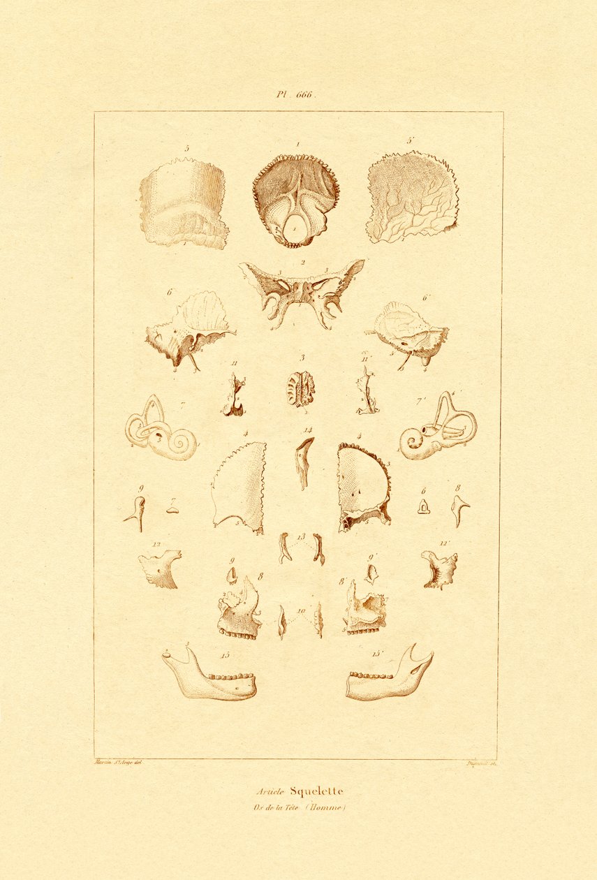 الهيكل العظمي ، 1833-1839 بواسطة المدرسة الفرنسية