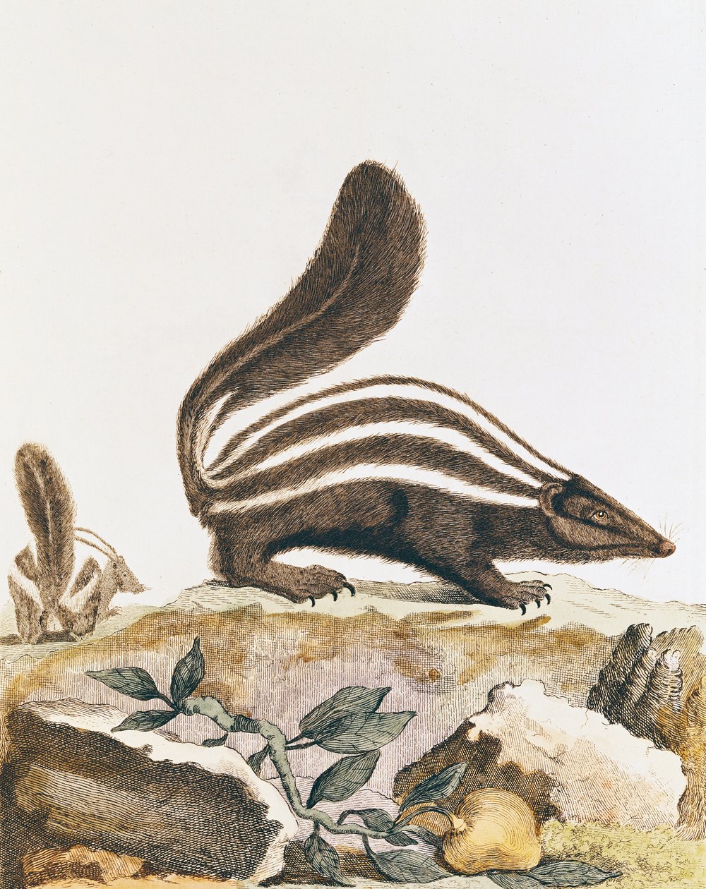 الظربان ، من "Histoire Naturelle" لجورج لويس لوكليرك بوفون (1707-88) 1749-1804 بواسطة المدرسة الفرنسية