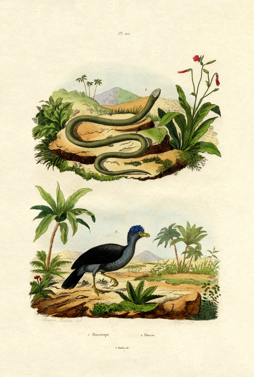 ثعبان ، 1833-1839 بواسطة المدرسة الفرنسية