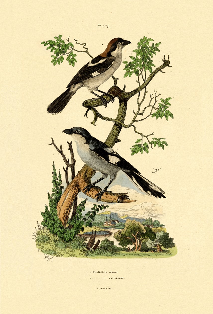 الصرد الرمادي الجنوبي ، 1833-1839 بواسطة المدرسة الفرنسية