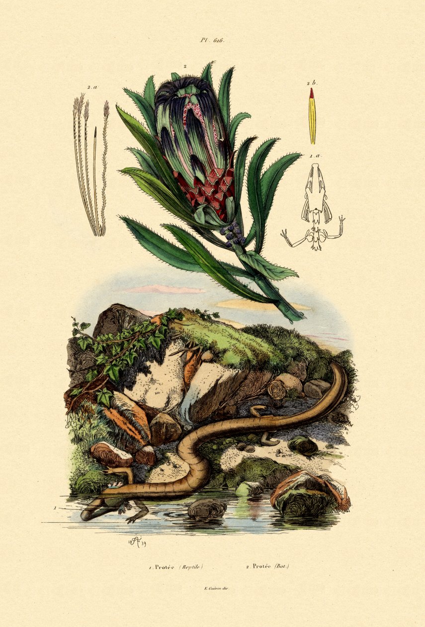 Sugarbush ، 1833-1839 بواسطة المدرسة الفرنسية