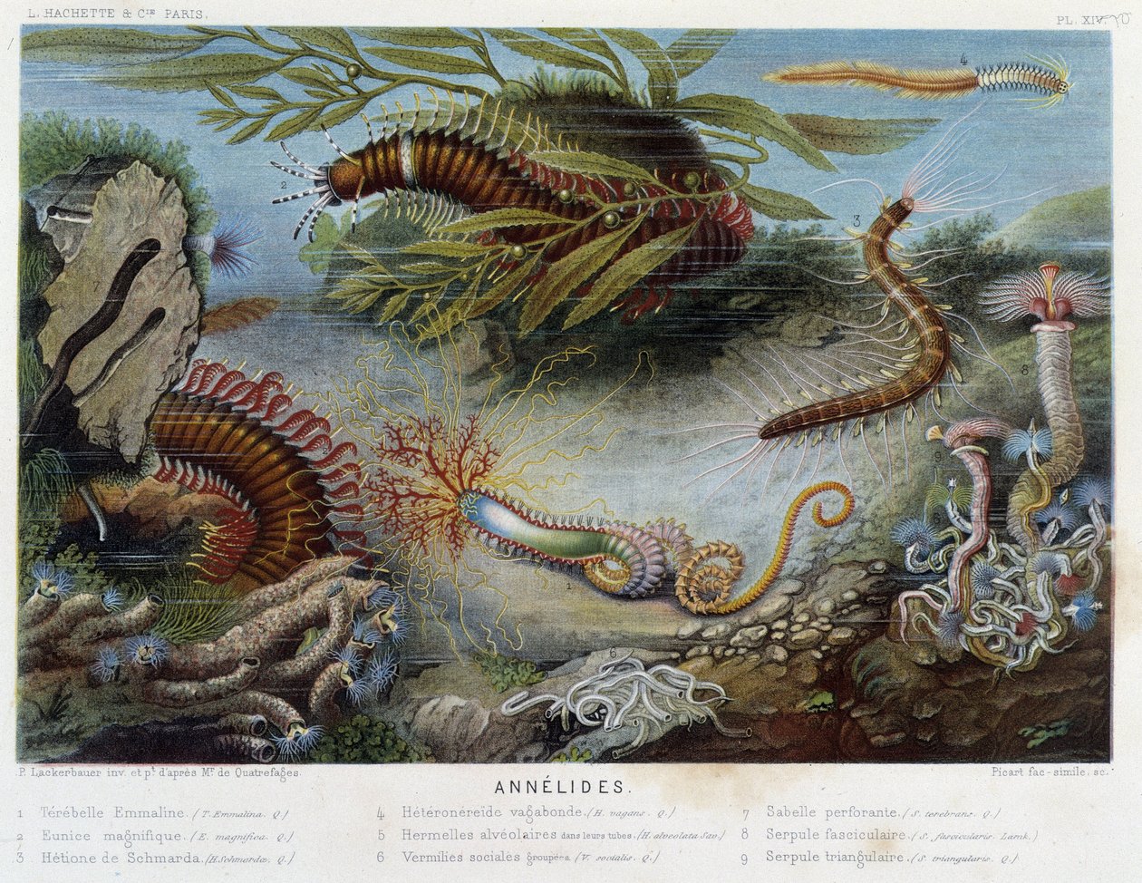 Sunapte de Duvernoy - in “” Le Monde de la Mer”” by Alfred Fredol. ed. Paris, Hachette. بواسطة المدرسة الفرنسية
