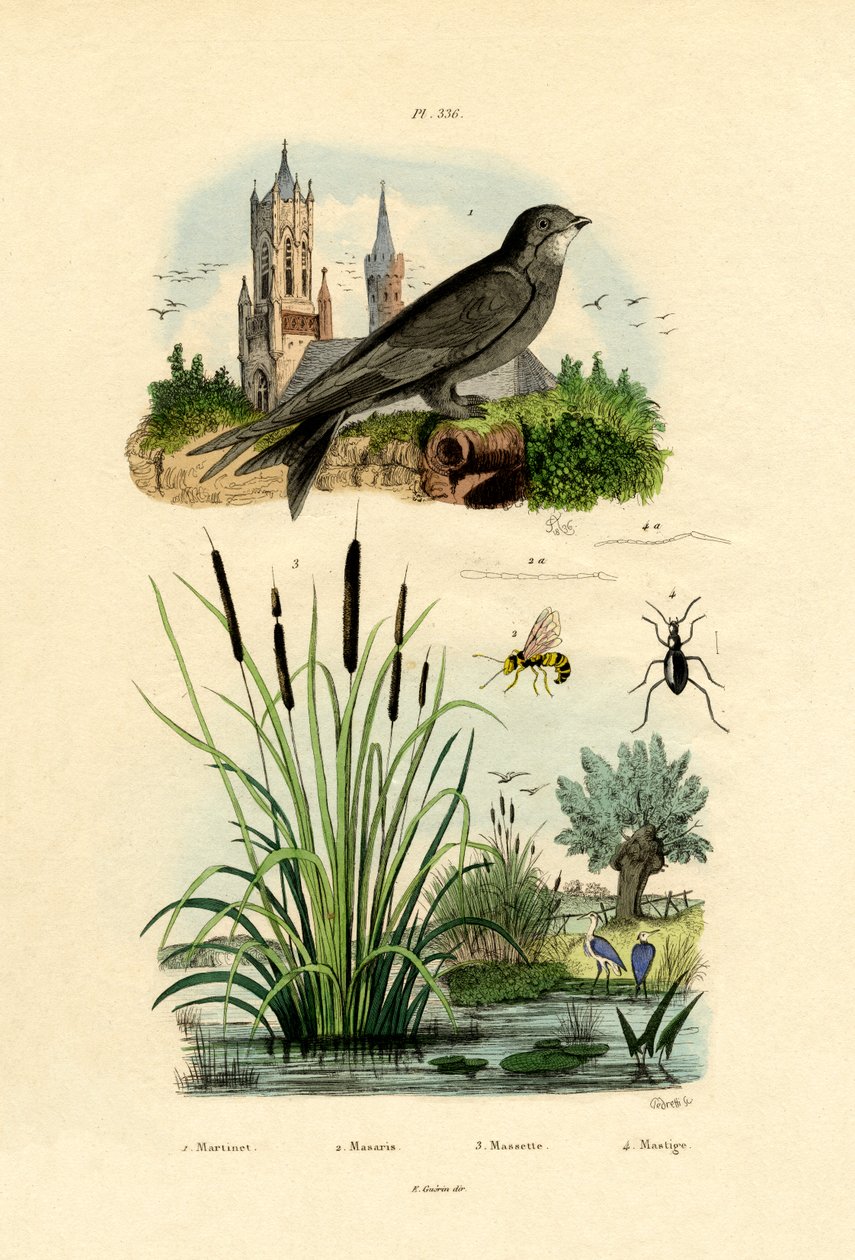 سويفت ، 1833-1839 بواسطة المدرسة الفرنسية