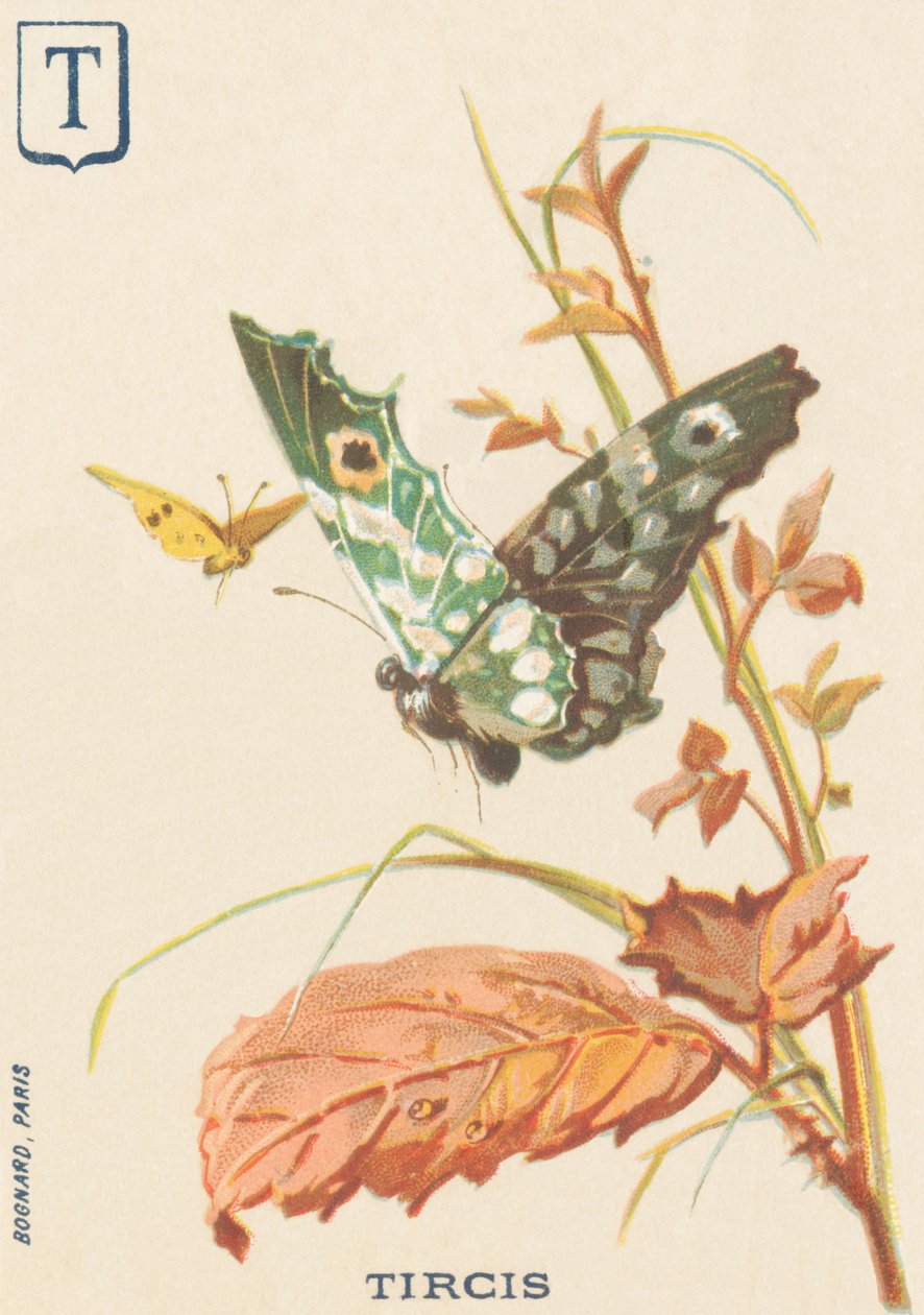 T: Tircis (Pararge aegeria) بواسطة المدرسة الفرنسية