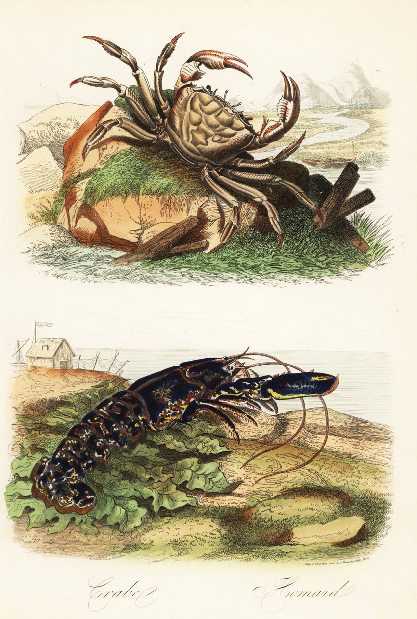 سلطعون تسمانيا العملاق ، Pseudocarcinus gigas ، وجراد البحر الأوروبي ، Homarus gammarus بواسطة المدرسة الفرنسية