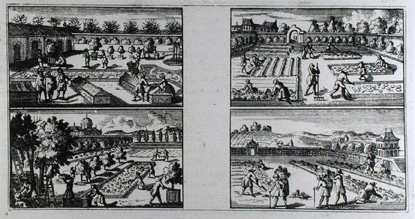 العناية بالحديقة ، من "The Compleat Gard'ner: أو توجيهات للزراعة والنظام الصحيح لحدائق الفاكهة وحدائق المطبخ" بقلم جان دي لا كوينتيني ، نُشر حوالي 1704 (نقش) (صورة بالأبيض والأسود) بواسطة المدرسة الفرنسية