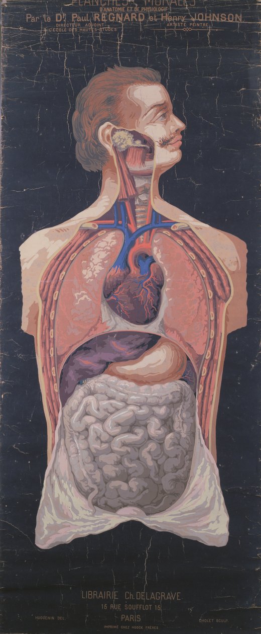 الصدر والمعدة ، من Planches Murales dAnatomie et de Physiologie للدكتور بول ريجنارد وهنري جونسون بواسطة المدرسة الفرنسية