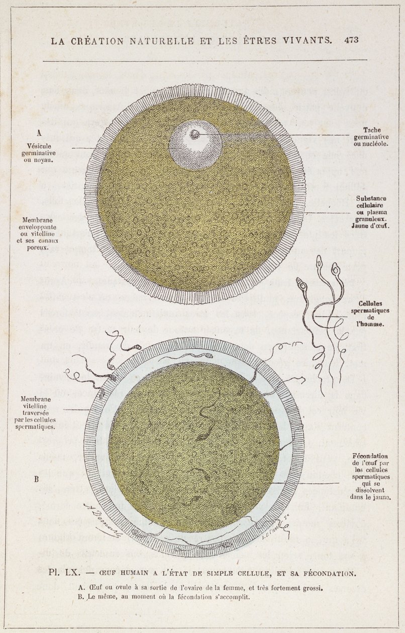 تسميد بيضة بشرية ، من La Creation Naturelle et les Etres Vivants للدكتور ج. رينجيد ، c.1880 بواسطة المدرسة الفرنسية