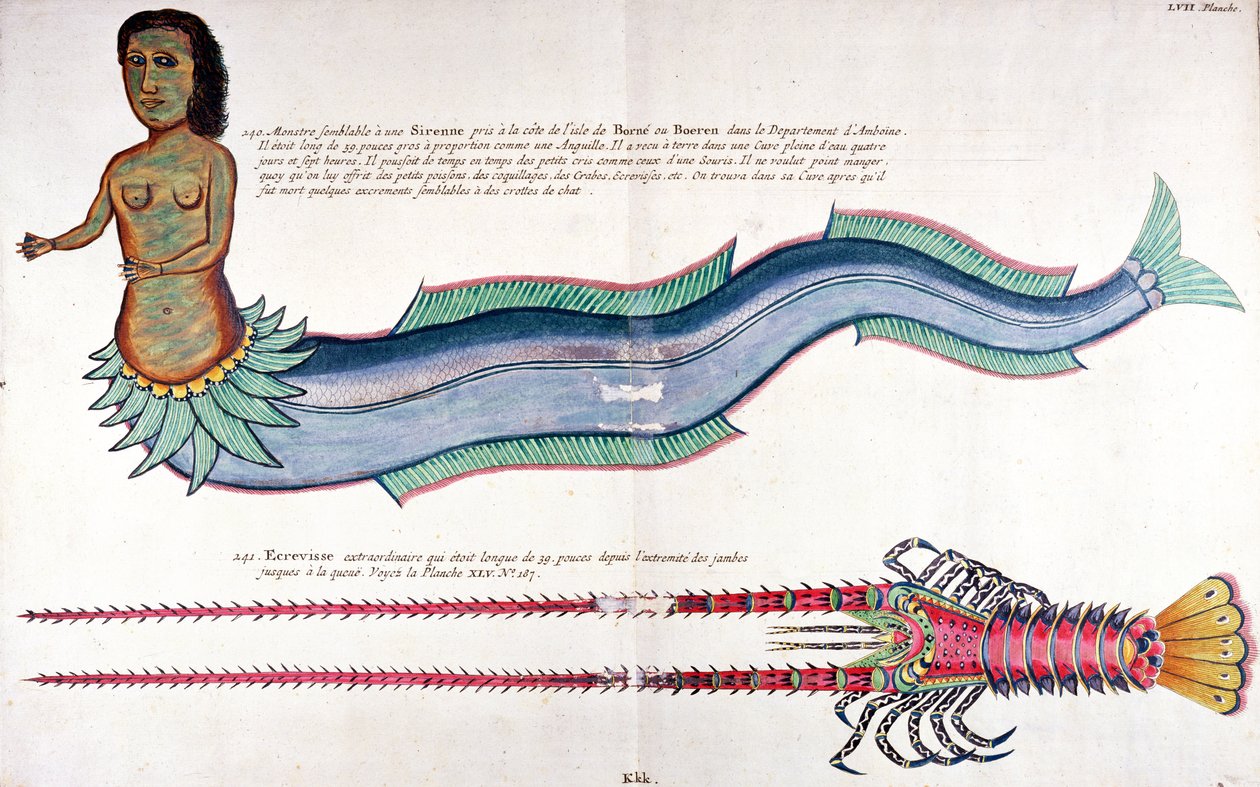 The Mermaid of Amboyna ، من Poissons ، ecrivisses et crabes de different couleurs بقلم لويس رينارد ، نُشر في أمستردام بواسطة المدرسة الفرنسية
