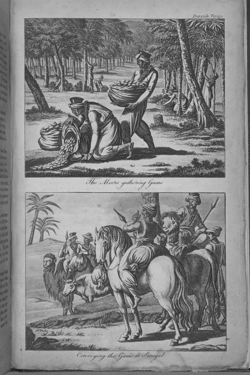 المور يجمعون اللثة وينقلون اللثة إلى السنغال ، رسم توضيحي من "رحلة إلى السنغال ..." بواسطة المدرسة الفرنسية