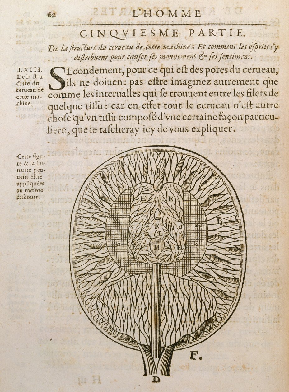 هيكل الدماغ ، من De Homine Figuris بقلم رينيه ديكارت (1596-1650) المنشور في لاهاي ، 1662 بواسطة المدرسة الفرنسية