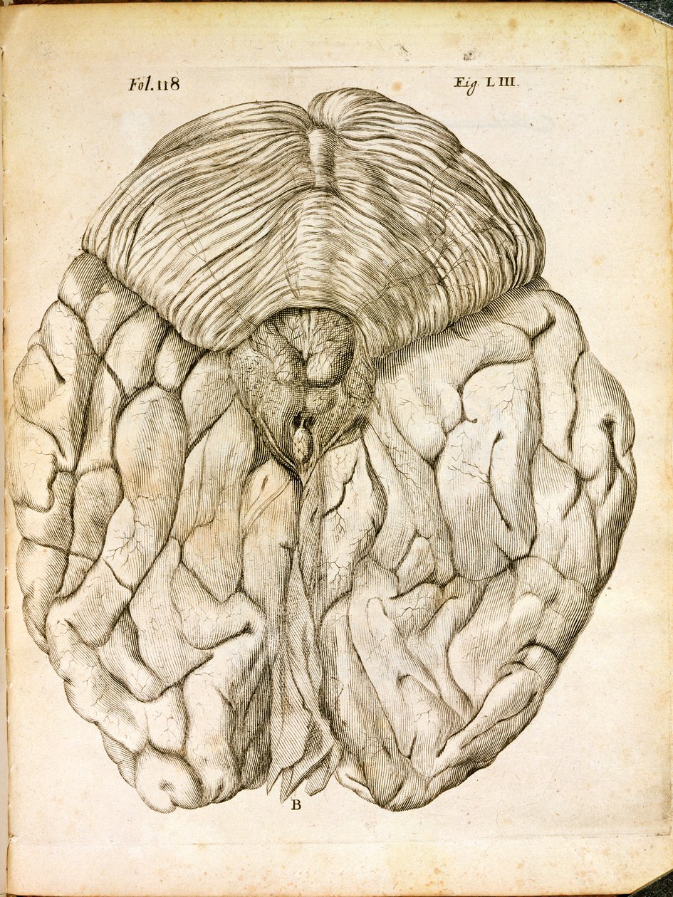 هيكل الدماغ ، من De Homine Figuris بقلم رينيه ديكارت (1596-1650) المنشور في لاهاي ، 1662 بواسطة المدرسة الفرنسية