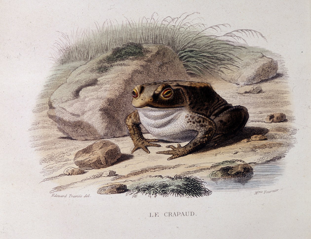 الضفدع الشائع (Bufo bufo) - في "" Lacepede " بواسطة المدرسة الفرنسية