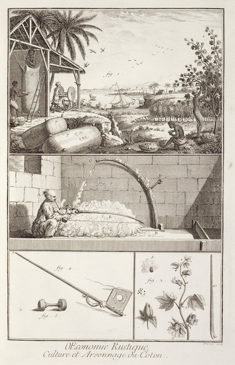 زراعة القطن ، من موسوعة دينيس ديدرو (1713-1784) ، نقشها أ. بروفوست (fl.1834-55) ، c.1760 بواسطة المدرسة الفرنسية