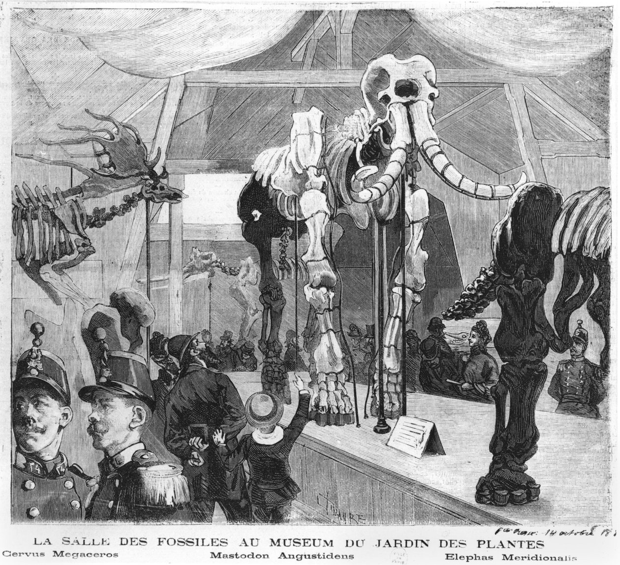 الغرفة الأحفورية في متحف التاريخ الطبيعي في باريس ، عام 1880 بواسطة المدرسة الفرنسية