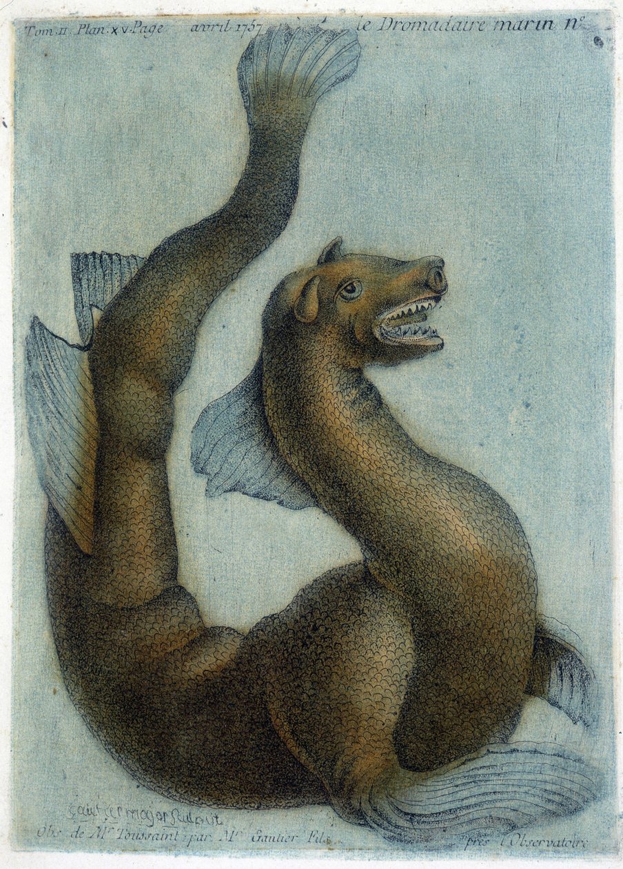 الجمل البحري. رسم توضيحي بواسطة M. Toussaint (1756) في "" الملاحظات الدورية للفيزياء والتاريخ الطبيعي والفنون "". بواسطة المدرسة الفرنسية