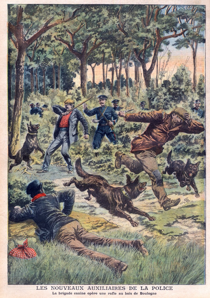 مساعدو الشرطة الجدد: لواء الكلاب ينفذ جولة في Bois de Boulogne ، رسم توضيحي من "Le Petit Journal" في 28 يوليو بواسطة المدرسة الفرنسية
