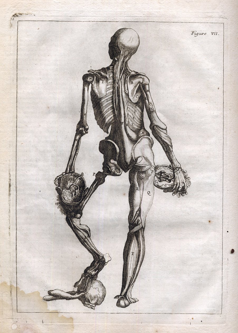 يمكن أن يرضي هذا الشكل فضول أولئك الذين يرغبون في رؤية Corps depouille to the Bones - نقش في "علم التشريح التجريدي ، الذي يتلاءم مع فنون الرسم والنحت" - "" Abrege d