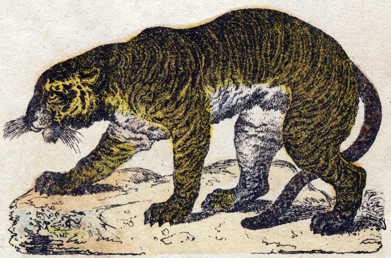 نمر. نقش في "" Alphabet des animaux sauvages "". 9th الدوري. صور إبينال ، بيليرين ، ناشر طابعة ، حوالي عام 1870. نقوش على الخشب ، مطبوعة. 16 صفحة. الأبعاد: 20 × 15 سم. مجموعة خاصة بواسطة المدرسة الفرنسية