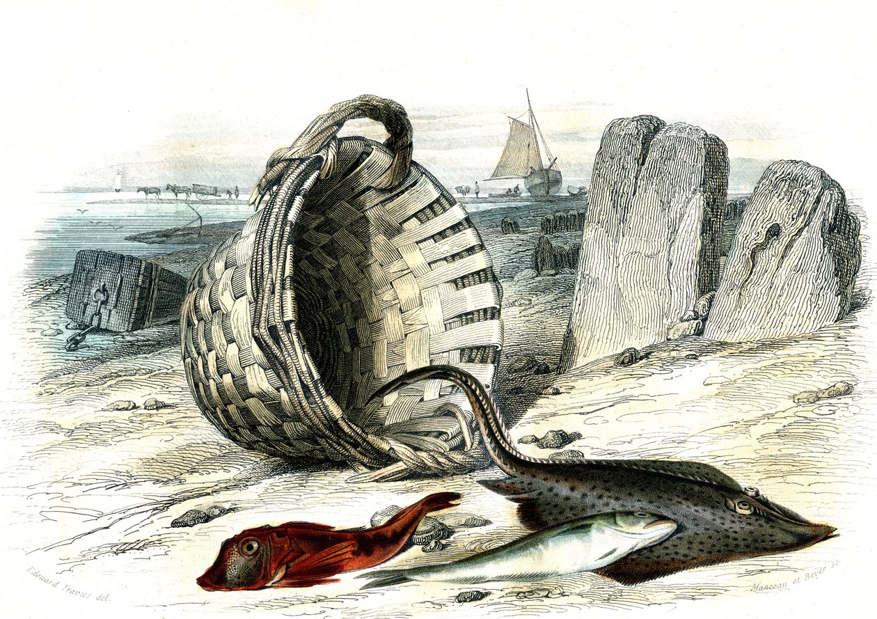 Trigle grondin (Trigle cuculus)، البياض (merlangius merlangus)، raie grondin (dipturus Batis) - لوحة مستخرجة من Histoire Naturelle بواسطة برنارد جيرمان دي لاسيبيدي (1856-1925)، طبعة P.Furme، باريس بواسطة المدرسة الفرنسية