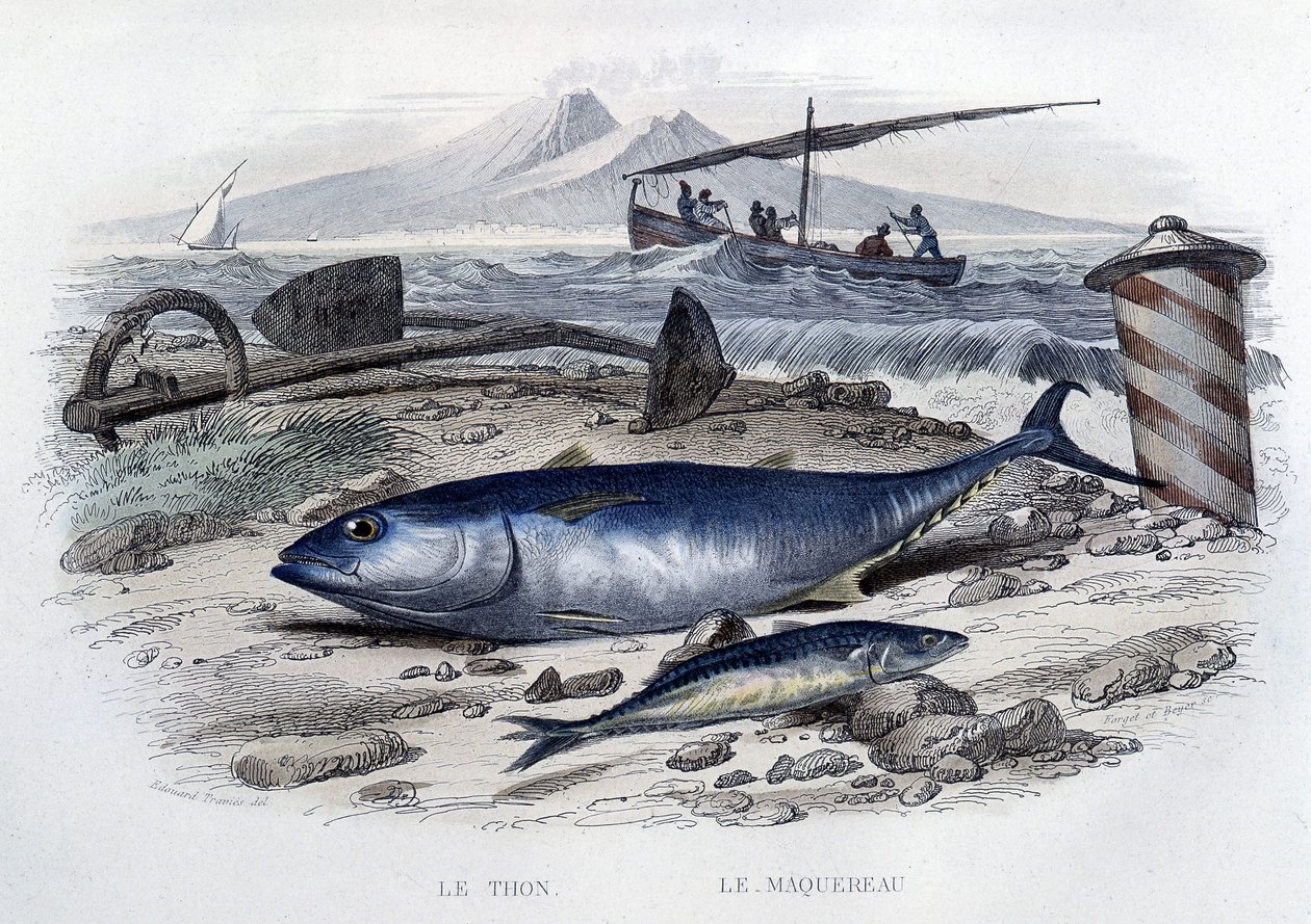 Tuna et mackereau - in “Histoire naturelle”” by Lacépède, T.II, ed. Furne et Cie, Paris بواسطة المدرسة الفرنسية