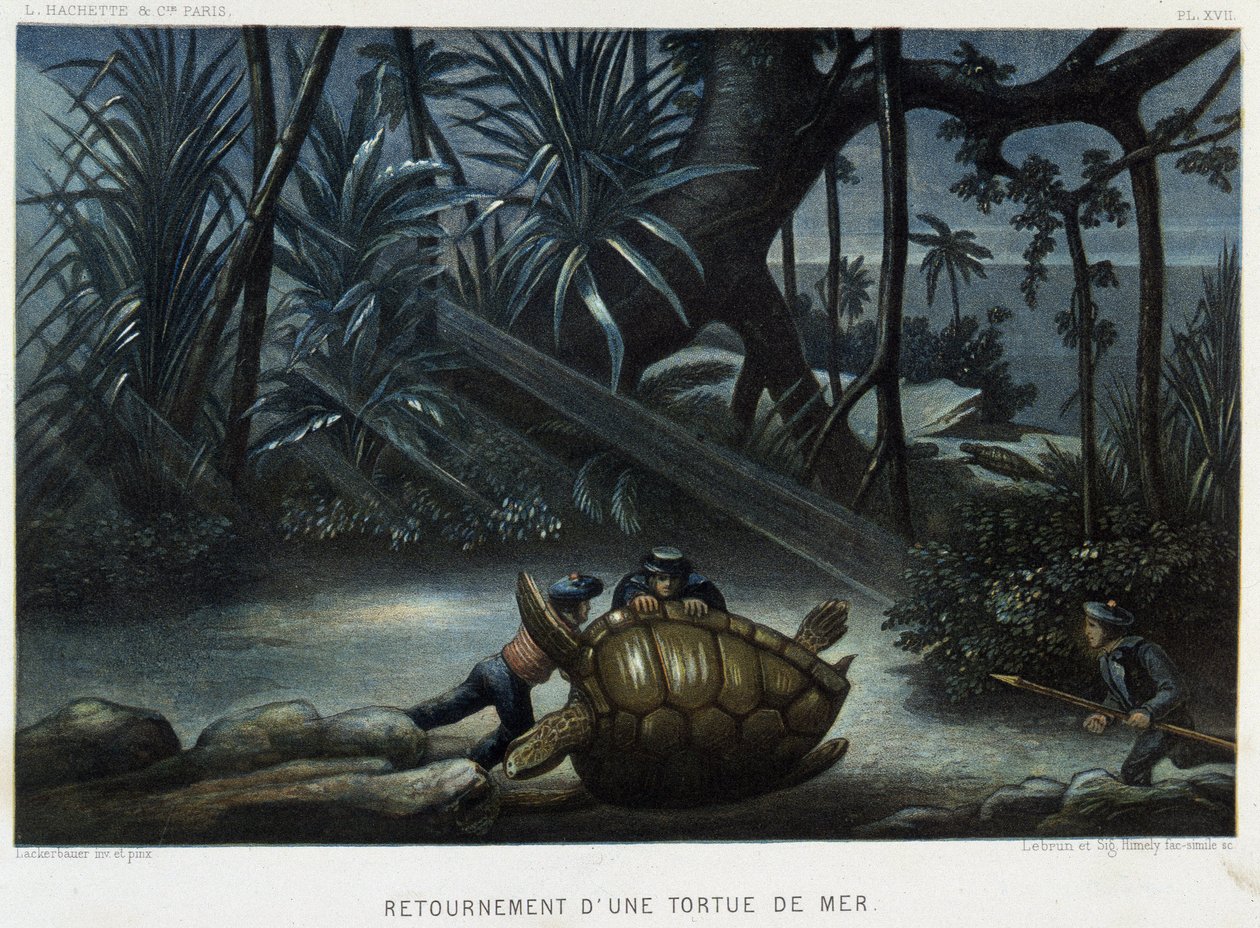 Turtle of a sea turtle - in “” Le monde de la mer”” by Alfred Fredol, Hachette, Paris بواسطة المدرسة الفرنسية