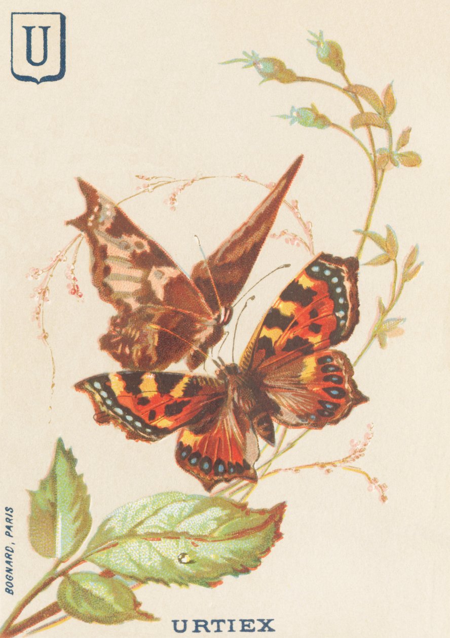 U: Urtiex (Aglais urticae أو Little Turtle) بواسطة المدرسة الفرنسية