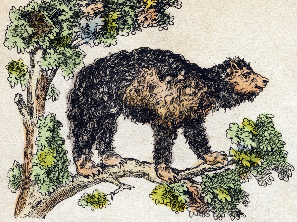 أوناو (كسول). نقش في "" Alphabet des animaux sauvages "". 9th الدوري. صور إبينال ، بيليرين ، ناشر طابعة ، حوالي عام 1870. نقوش على الخشب ، مطبوعة. 16 صفحة. الأبعاد: 20 × 15 سم. مجموعة خاصة بواسطة المدرسة الفرنسية
