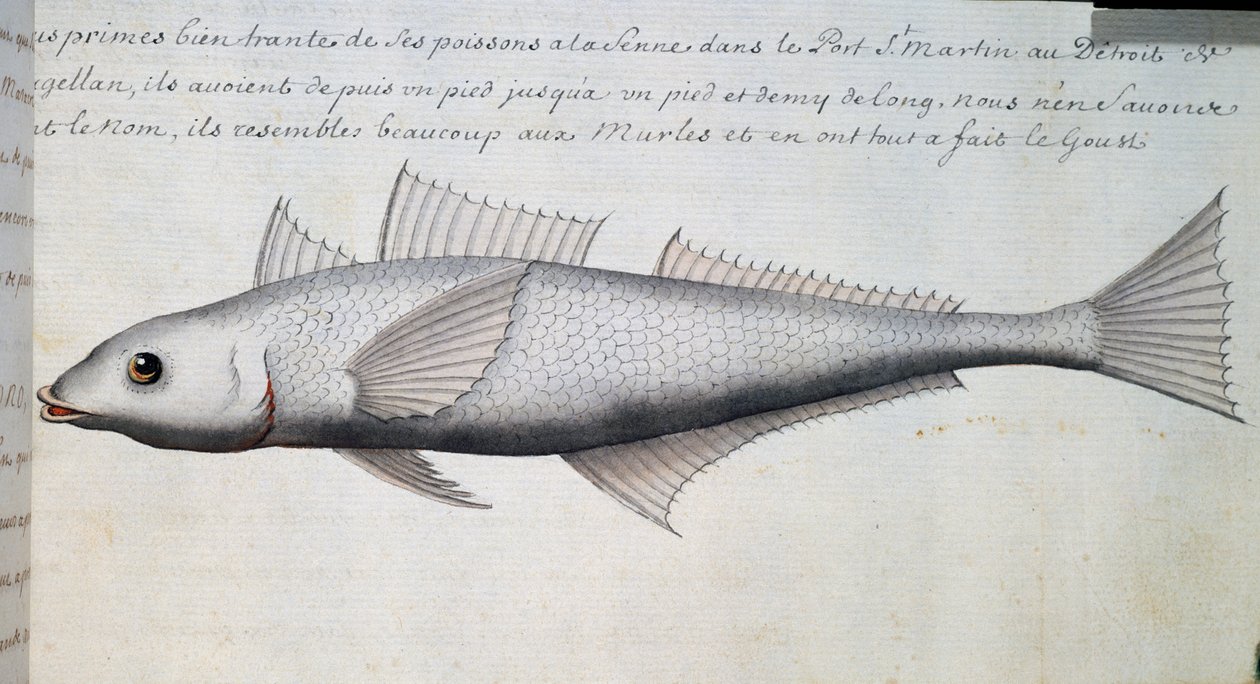Unknown fish, Strait of Magellan, watercolour from log book by Jacques Gouin de Beauchesne (1652-1730), captain of Compagnie royale de la Mer du Sud, from 1698 to 1701, France بواسطة المدرسة الفرنسية