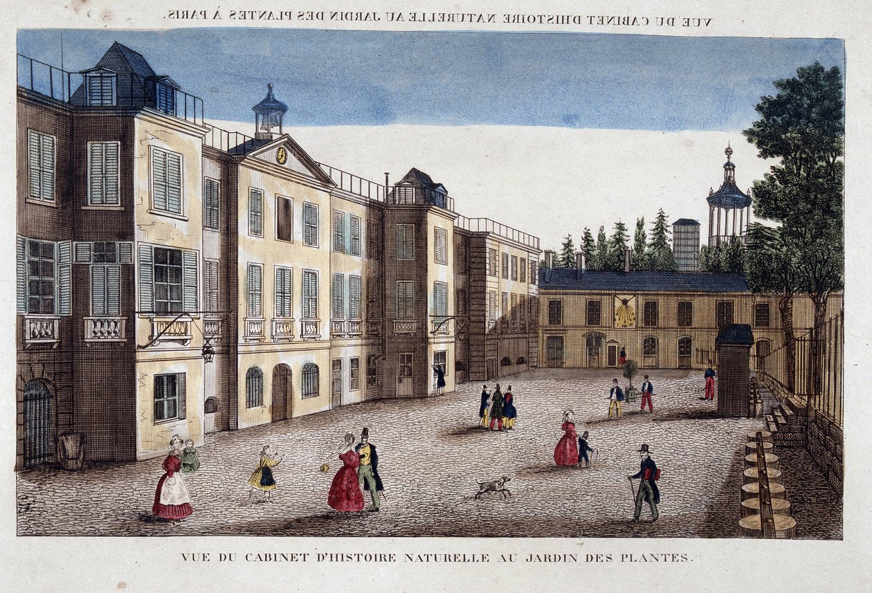 View of the natural history cabinet at the Jardin des Plantes in Paris - engraving بواسطة المدرسة الفرنسية