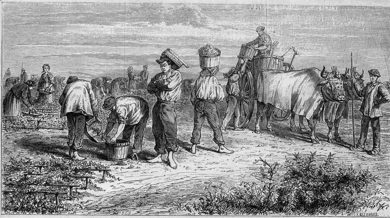 زراعة العنب في ميدوك: قطف العنب أثناء الحصاد. نقش في "" Le Monde Illustré "" رقم 561 بتاريخ 11 يناير 1868. بواسطة المدرسة الفرنسية