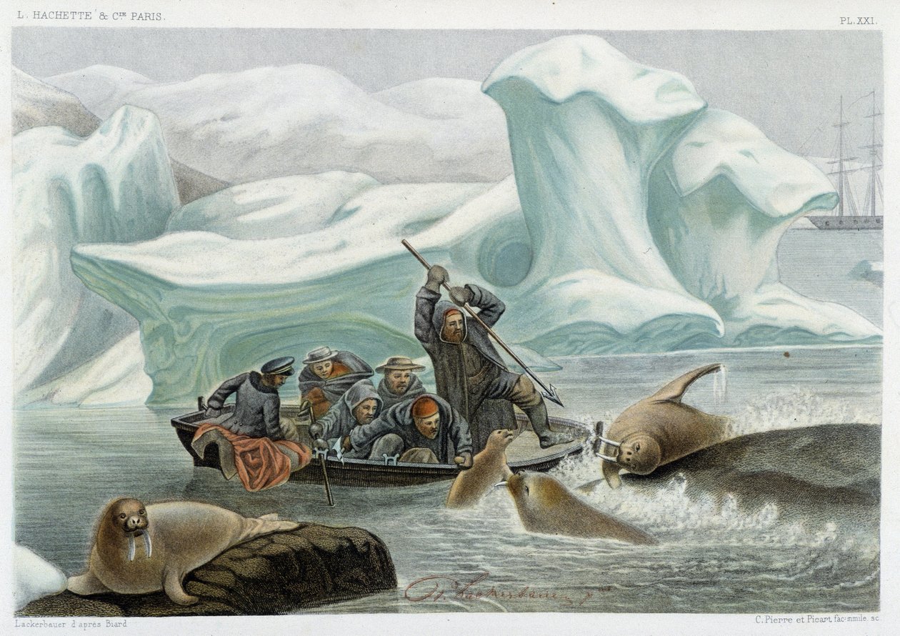 Walrus hunting - in “” Le monde de la mer”” by Alfred Fredol, Hachette, Paris بواسطة المدرسة الفرنسية