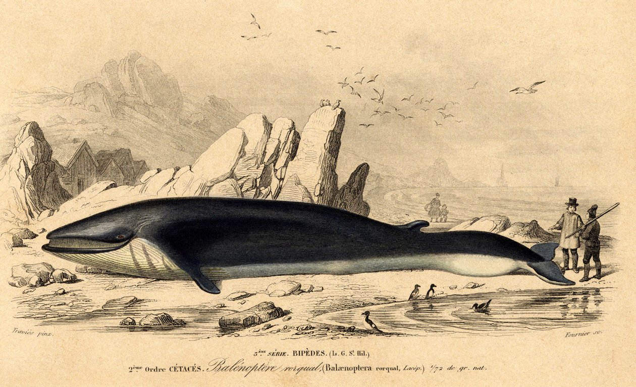 الحوت أو baleinoptera (Balaenoptera rorqual) بواسطة المدرسة الفرنسية