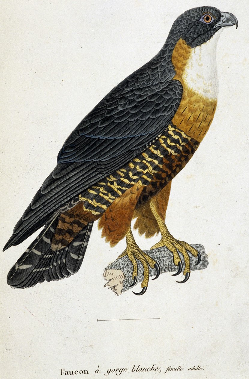 White-throated Falcon, adult female بواسطة المدرسة الفرنسية