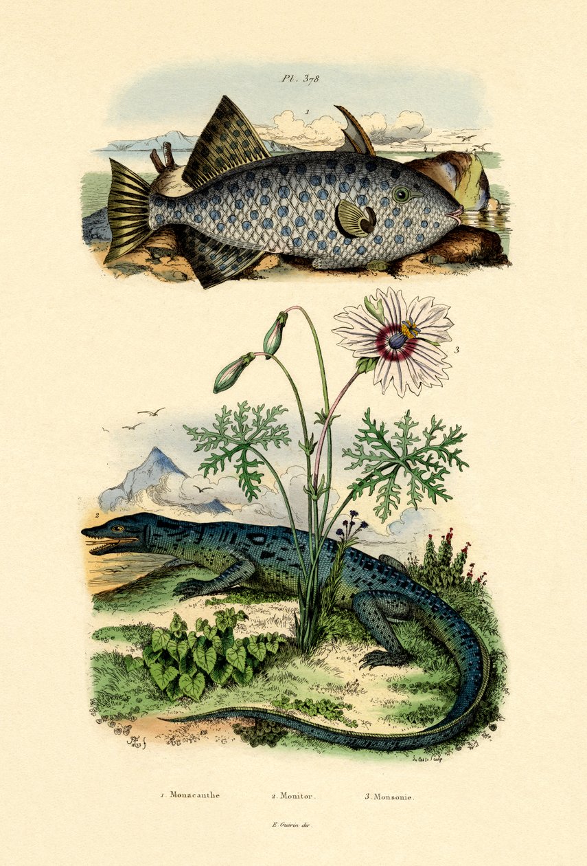 Whitespotted Filefish ، 1833-1839 بواسطة المدرسة الفرنسية