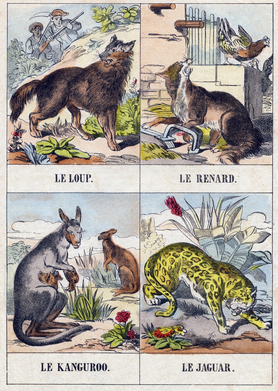 ذئب؛ ثعلب كنغر ؛ جاكوار. نقش في Buffon Alphabet des Animaux. السلسلة الثالثة N 1. تصوير إبينال ، إبينال ، أواخر القرن التاسع عشر .16 صفحة. Dim: 28x21cm بواسطة المدرسة الفرنسية