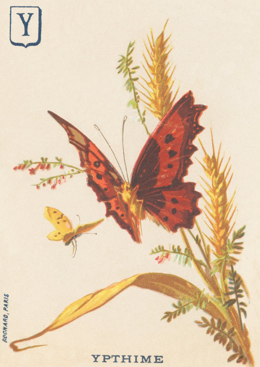 Y: Ypthime (Apatura ilia أو Lesser تغيير المريخ) بواسطة المدرسة الفرنسية