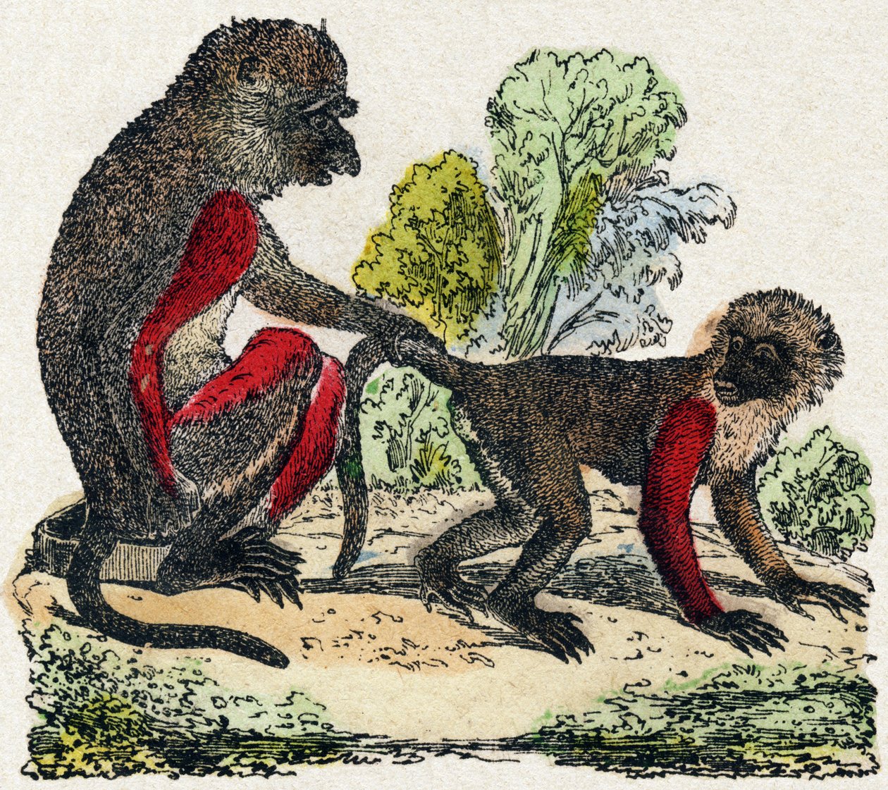 ياركس. نقش في "" Alphabet des animaux sauvages "". 9th الدوري. صور إبينال ، بيليرين ، ناشر طابعة ، حوالي عام 1870. نقوش على الخشب ، مطبوعة. 16 صفحة. الأبعاد: 20 × 15 سم. مجموعة خاصة بواسطة المدرسة الفرنسية
