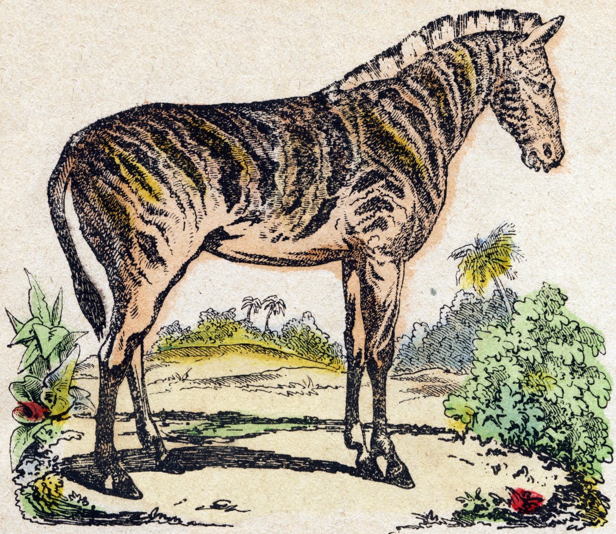 الحمار الوحشي. نقش في "" Alphabet des animaux sauvages "". 9th الدوري. صور إبينال ، بيليرين ، ناشر طابعة ، حوالي عام 1870. نقوش على الخشب ، مطبوعة. 16 صفحة. الأبعاد: 20 × 15 سم. مجموعة خاصة بواسطة المدرسة الفرنسية