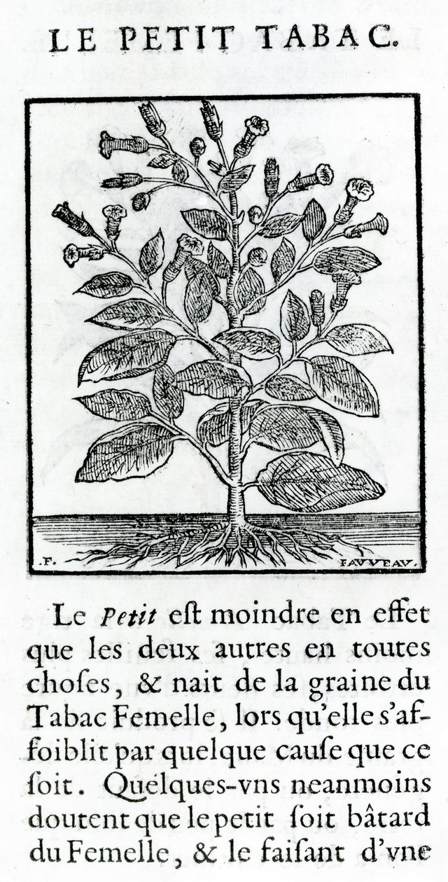 le Perit Tabac ، رسم توضيحي من Discours du Tabac بواسطة جان لو روير دي برادي ، 1671 بواسطة المدرسة الفرنسية