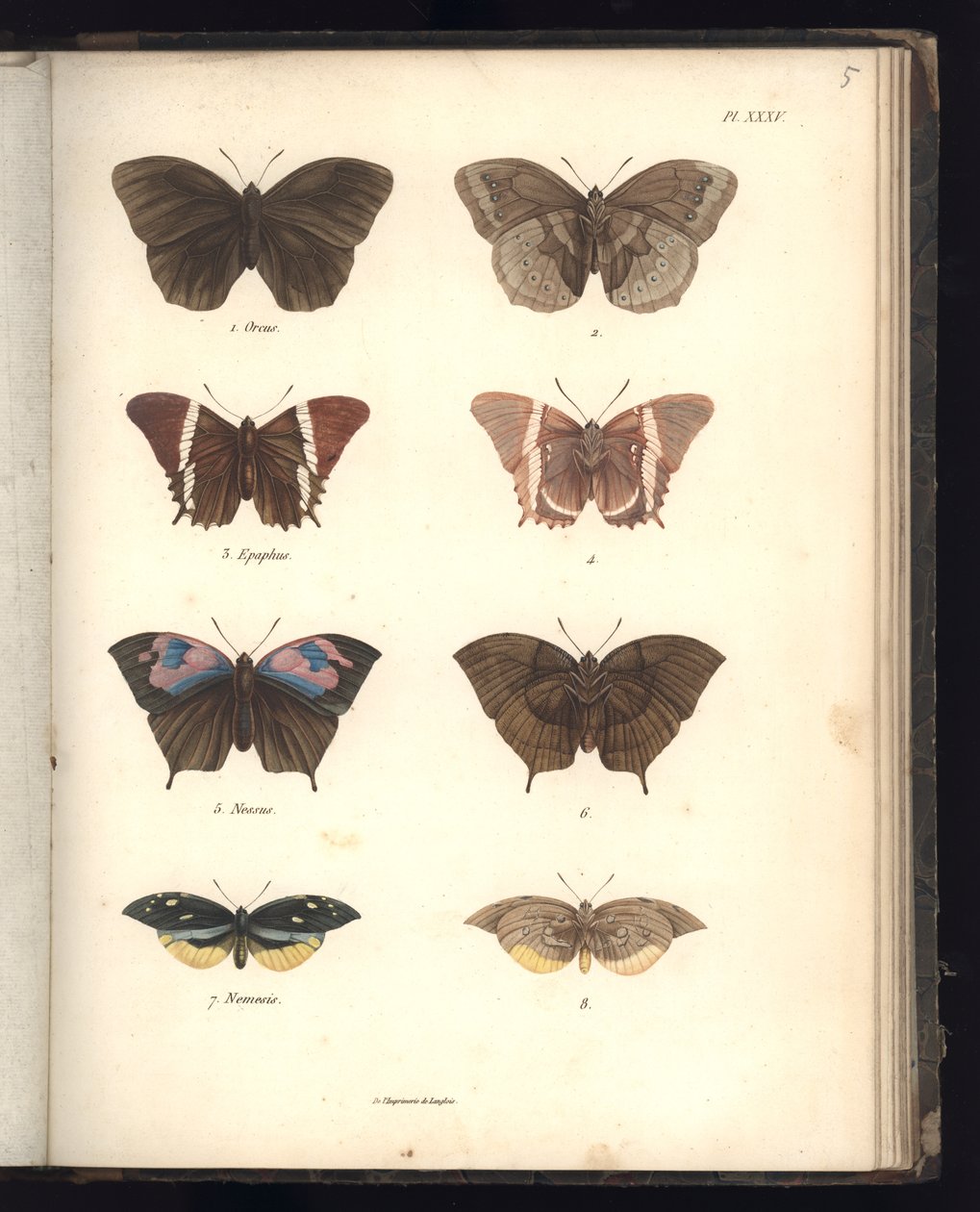 Lepidoptera ، Pl. XXXV ، توضيح من "خلاصة ملاحظة علم الحيوان والتشريح المقارن ، الجزء الثاني" ، بقلم Al. Humboldt and A. Bonplant ، باريس ، 1821 (نقش الألوان) بواسطة البارون فريدريش ألكسندر فون هومبولت