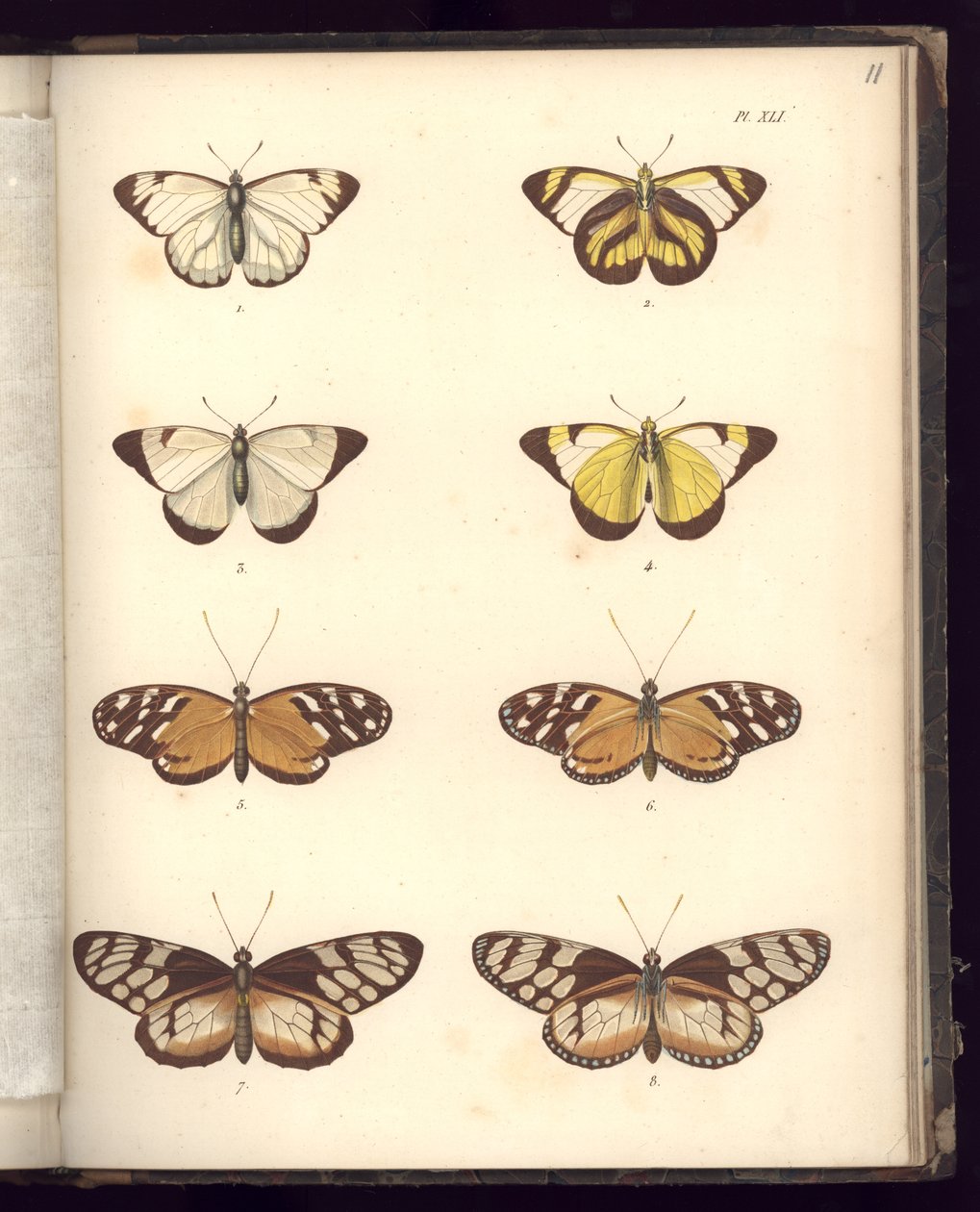 Lepidoptera ، Pl.XLI ، توضيح من "خلاصة ملاحظة علم الحيوان والتشريح المقارن ، الجزء الثاني ، بقلم Al. V. Humboldt and A. Bonplant ، باريس ، 1821 (نقش الألوان) بواسطة البارون فريدريش ألكسندر فون هومبولت