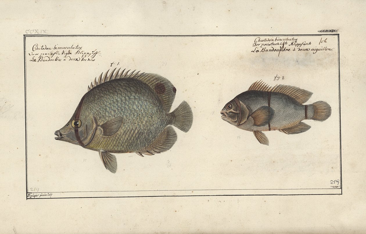 Chaetodon ocellatus ، قبل 1790 بواسطة فريدريش أوجست كروجر