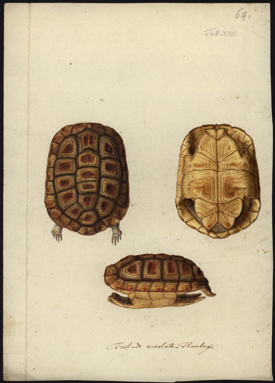 Homopus areolatus ، قبل 1792 بواسطة فريدريش فيلهلم وندر