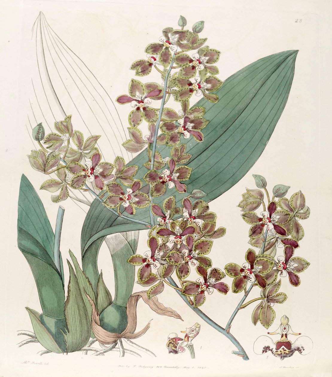 Trichocentrum microchilum (مثل sync Oncidium microchilum) بواسطة جي باركلي